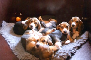 www.bassetartesiennormand.eu die kleine Meute bereitet sich vor auf die Zukunft