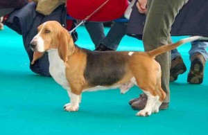 www.bassetartesiennormand.eu Buzio de Bérénice