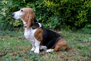 www.bassetartesiennormand.eu Bernice de bérénice