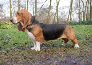 www.bassetartesiennormand.eu Kamp. Annina