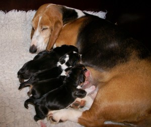www.bassetartesiennormand.eu Bernice und ihre Welpen
