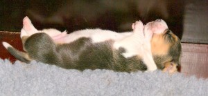 www.bassetartesiennormand.eu pfff, jetzt Ruhe
