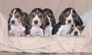 Bassets de Bérénice
